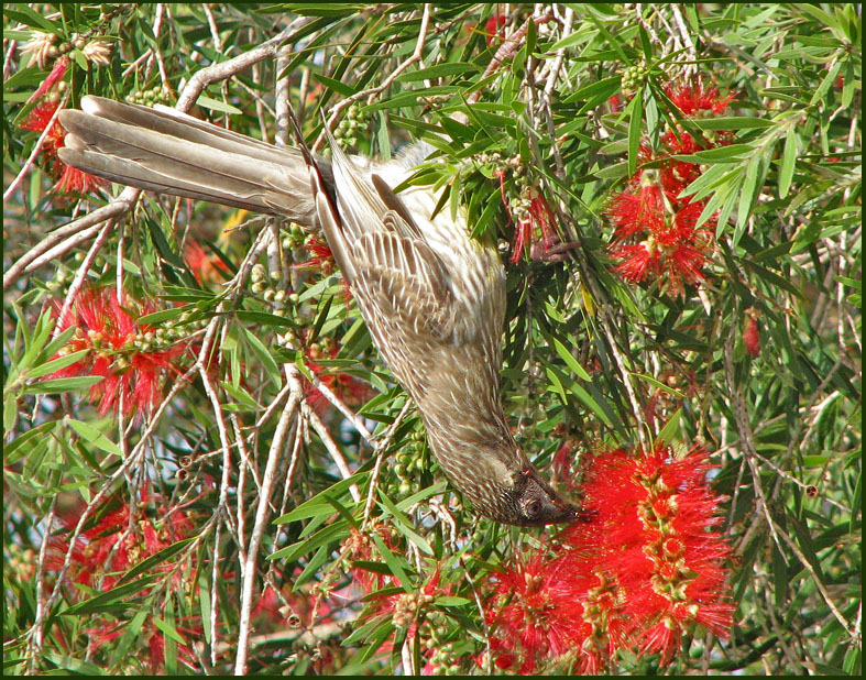 Red Wattlebird, Rdflikig honungsfgel   (Anthochaera carunculata).jpg