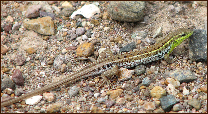 Snake-eyed Lizard, Ormgondla   (Ophisops elegans).jpg