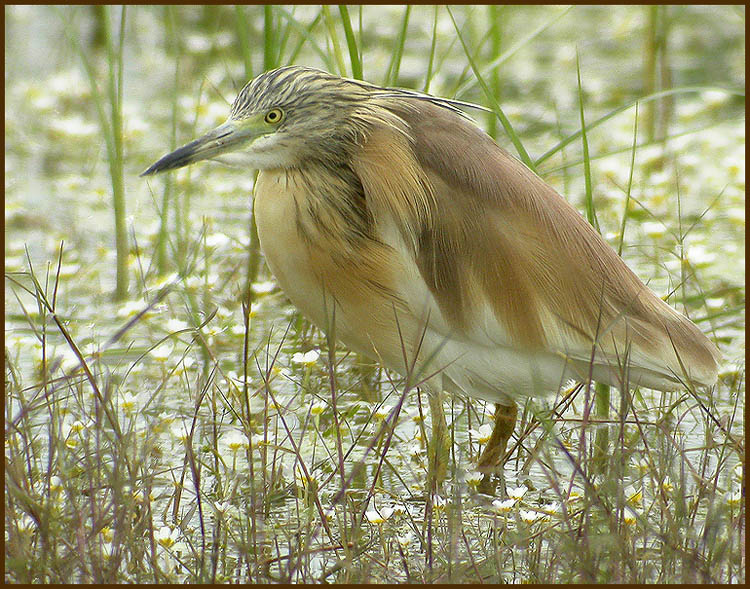 Squacco Heron (Ardeola ralloides).jpg
