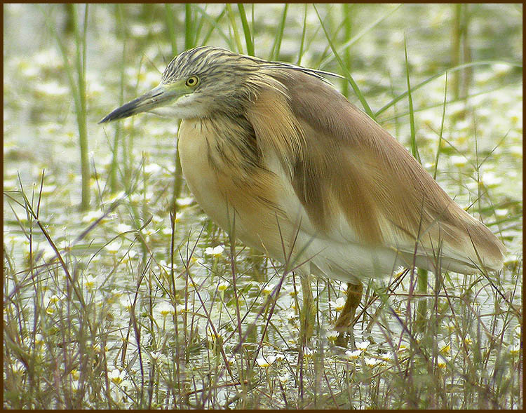 Squacco Heron   (Ardeola ralloides).jpg