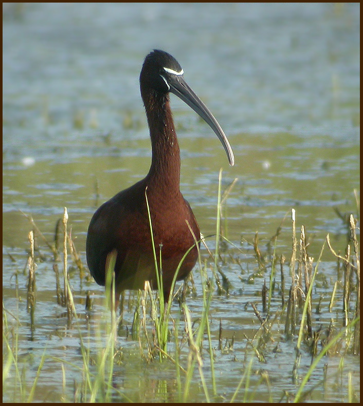 Glossy Ibis   (Plegadis falcinellus).jpg