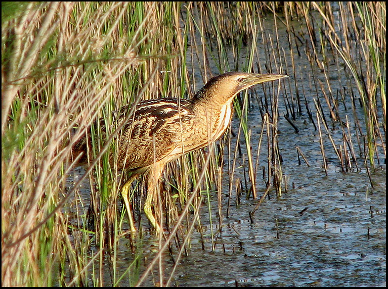 Bittern.jpg