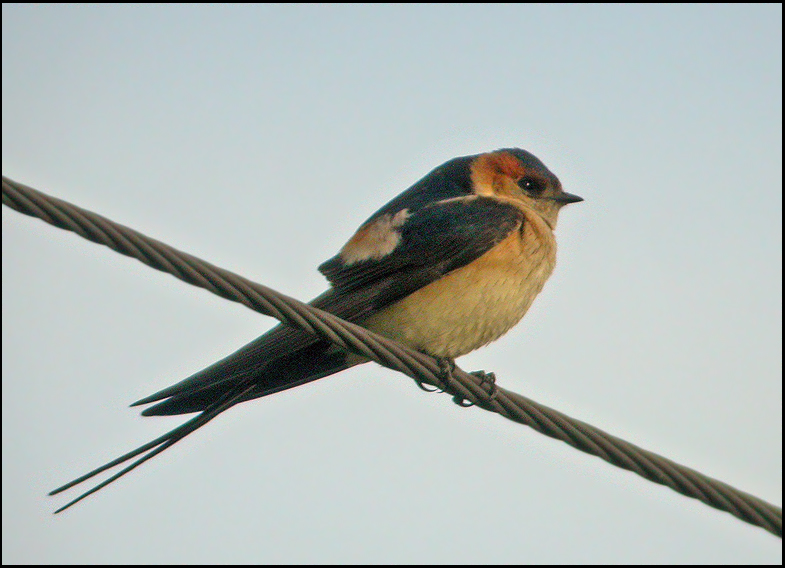 Red-rumped Swallow   (Hirundo daurica).jpg
