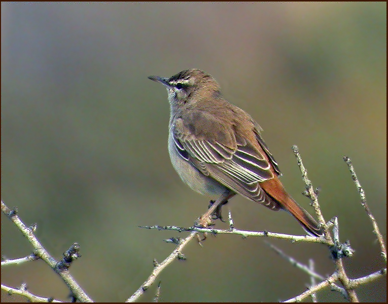 Rufous Bush Robin   (Cercotrichas galactotes).jpg