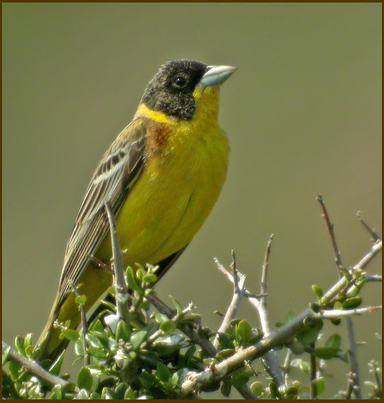 Black-headed Bunting   (Emberiza melanocephala).jpg