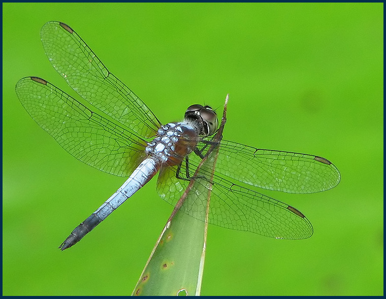 Libellulid Dragonfly   (Brachydiplax chalybea).jpg