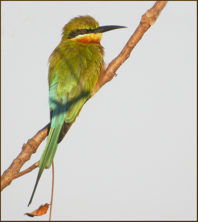 Blue-tailed bee-eater   (Merops philippinus).jpg