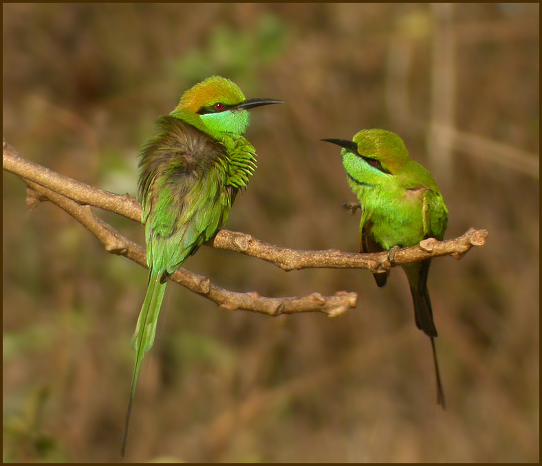 Green bee-eaters   (Merops orientalis).jpg