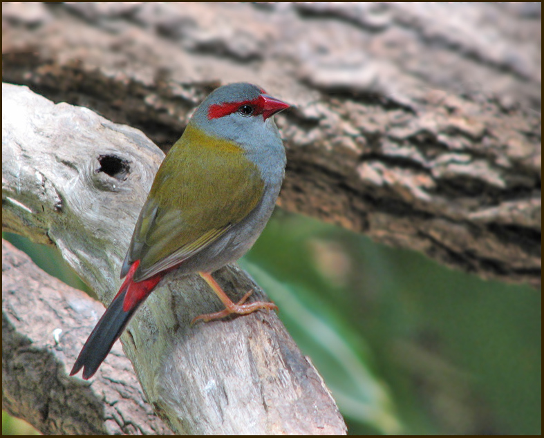 Red-browed Finch, Rdbrynad astrild   (Neochmia temporalis).jpg