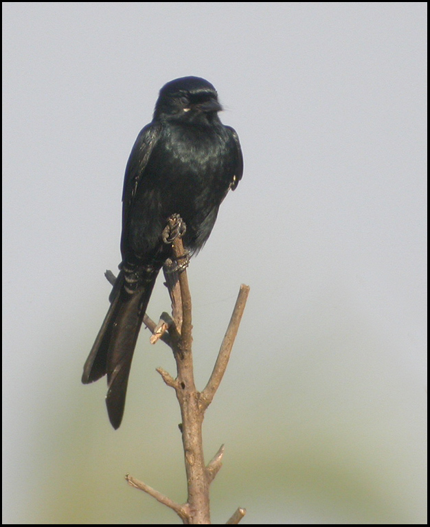 Black Drongo   (Dicrurus macrocercus).jpg
