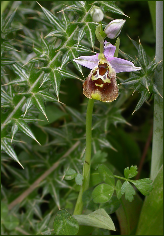 Saw-fly Orchid    (Ophrys tenthredinifera).jpg