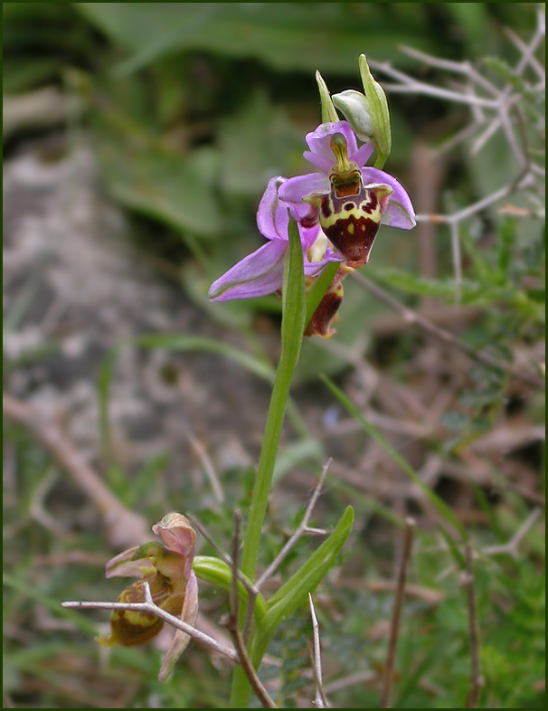 Ophrys heldreichii.jpg