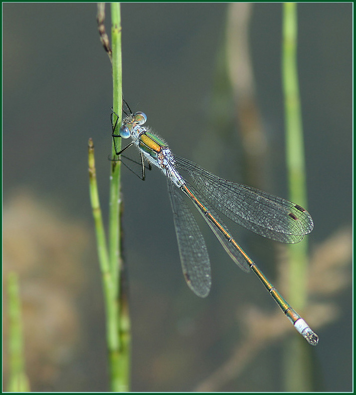 Common Spreadwing, Strre smaragdflickslnda    (Lestes sponsa).jpg