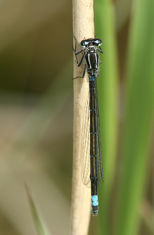Small Bluetail male   (I. pumilio).jpg