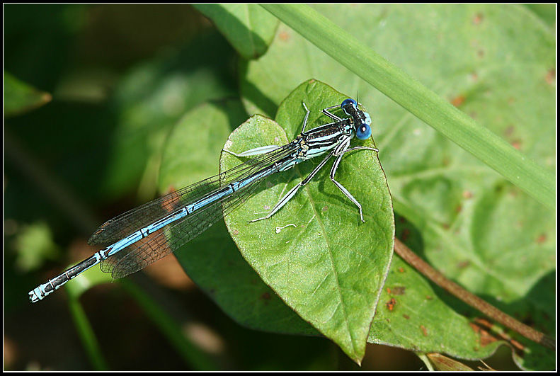 Blue Featherleg, Flodflickslnda  (Platycnemis pennipes).jpg