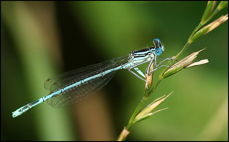 Blue Featherleg, Flodflickslnda  (Platycnemis pennipes).jpg