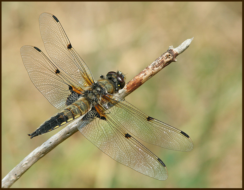 Four-spotted Chaser   (Libellula quadrimaculata).jpg
