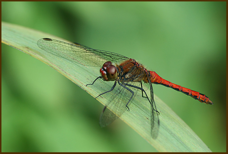 Ruddy Darter   (Sympetrum sanguinum).jpg