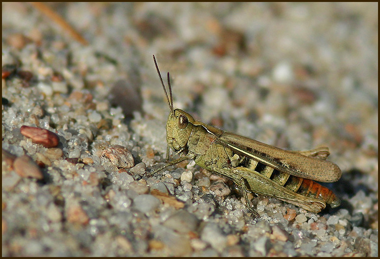 Field grasshopper, Backgräshoppa (Chorthippus brunneus).jpg