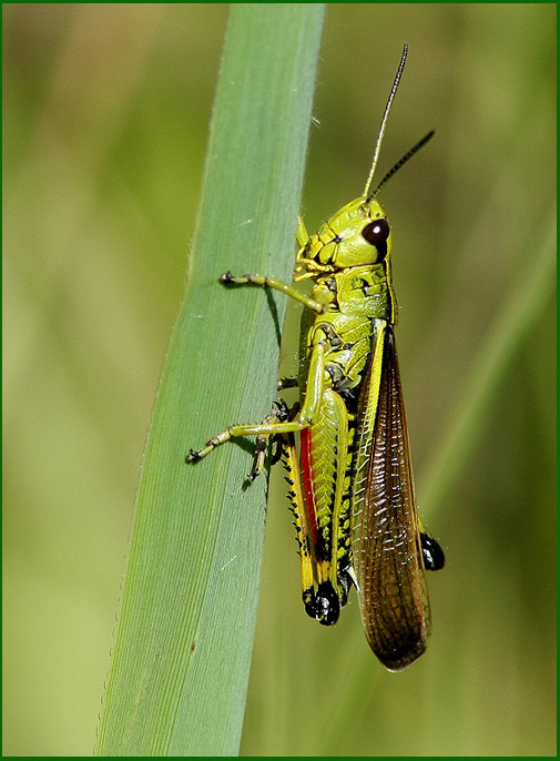 Kärrgräshoppa (Mecostethus grossus) Large Marsh grashopper.jpg