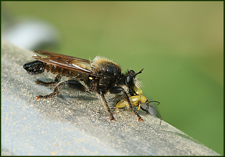 Robberfly   (Laphria flava).jpg