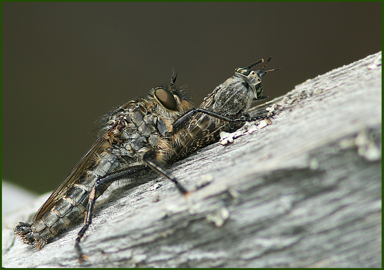 Robberfly feeding on a horsefly.jpg