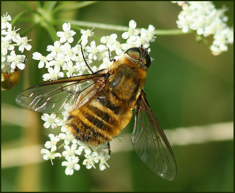 Bee-fly, Svvfluga      (Villa hottentota).jpg