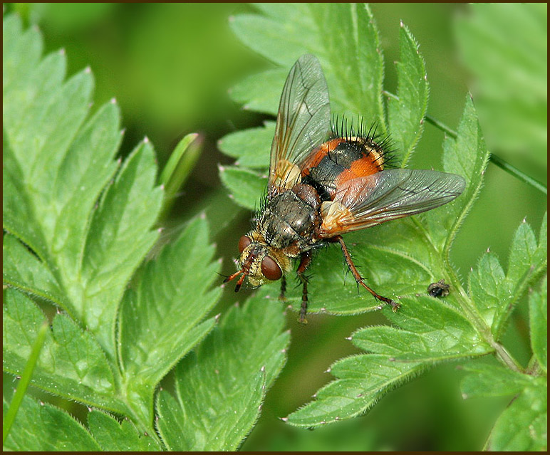 Tachina fera.jpg