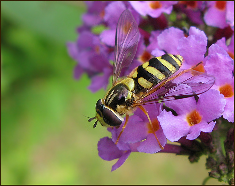  Bandad skogsblomfluga  (Dasysyrphus albostriatus).jpg