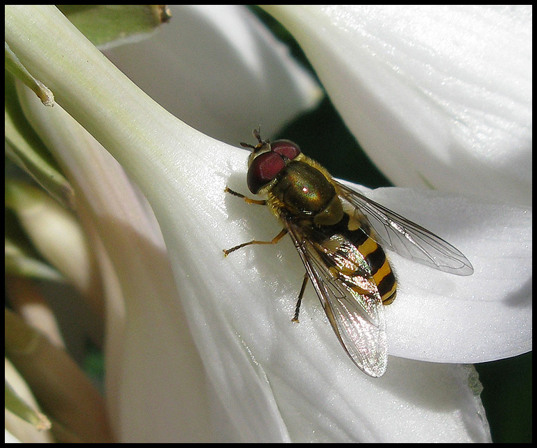 Mindre solblomfluga   (Syrphus vitripennis).jpg