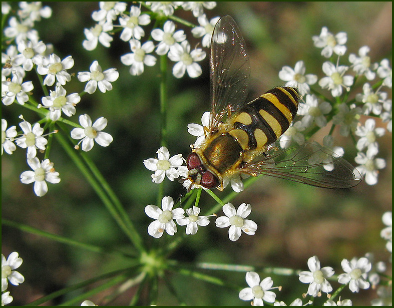  MIndre solblomfluga   (Syrphus vitripennis) malformed.jpg
