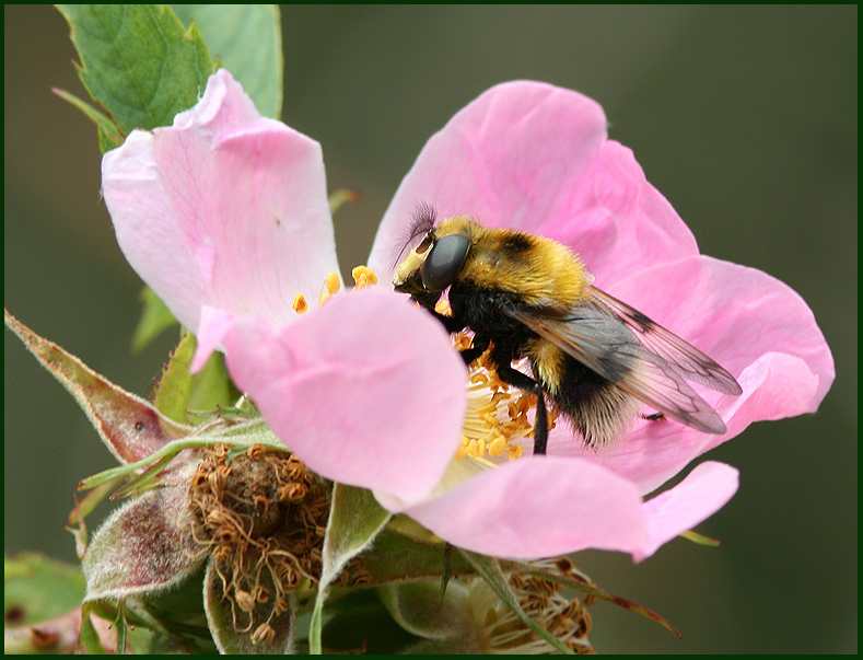 Humleblomflugor, Volucella