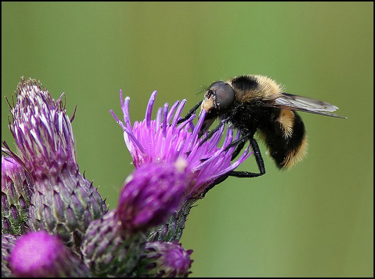 Humleblomfluga   (Volucella bombylans).jpg