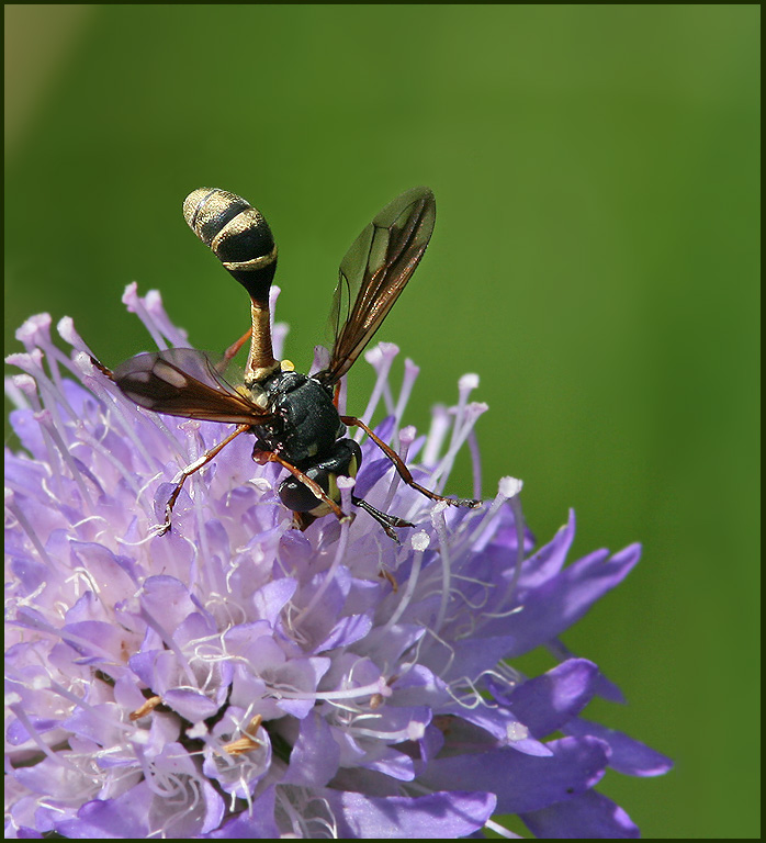 Conopid Fly, Stekelfluga  (Physocephala rufipes).jpg