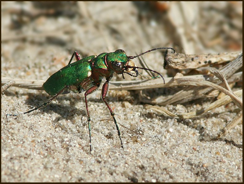 Green Tiger Beetle, Grn sandjgare   (Cicindela campestris9.jpg