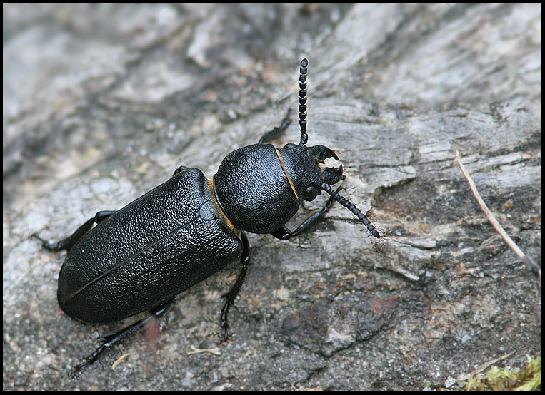 Bitbock  (Spondylis buprestoides).jpg