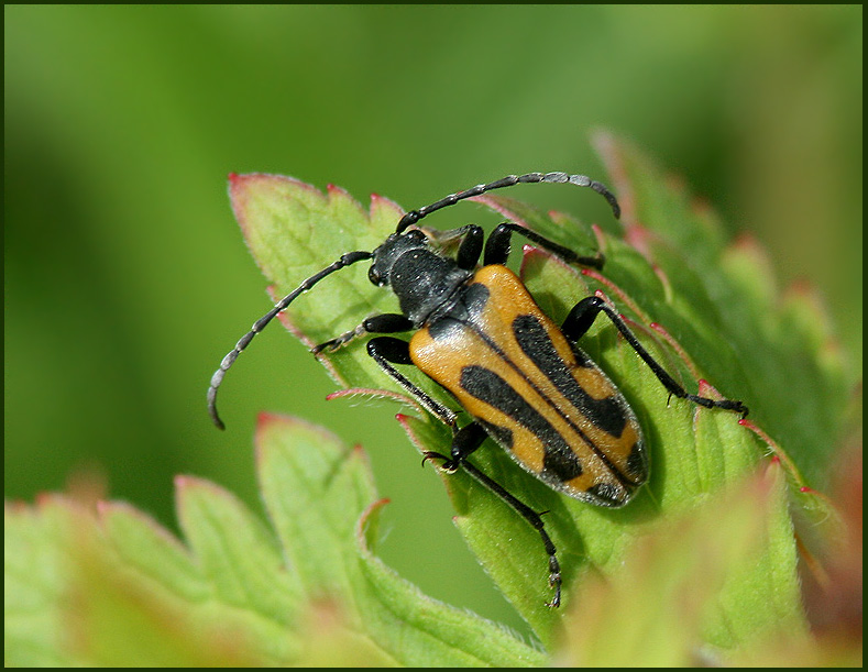 Strre Frgeteckenbock  (Brachyta interrogationis).jpg