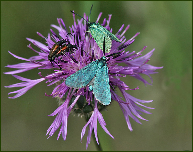 Longhorn Beetles and Forester Moths   (Adscita statistes).jpg