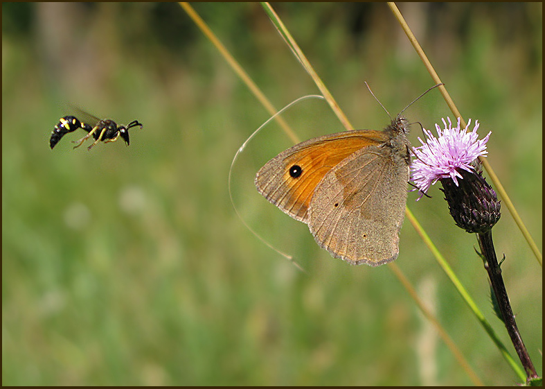 Wasp and Meadow Brown Butterfly.jpg