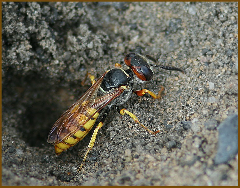 Bee-wolf, Bivarg (Philanthus triangulum).jpg