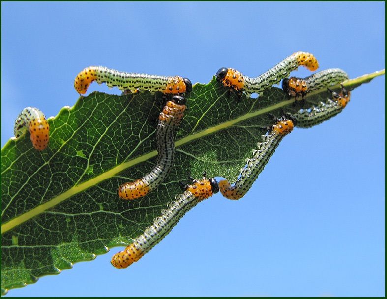 Nematus salicis, Willow Sawfly larvae.jpg