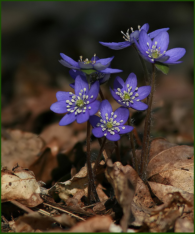 Blue Hepatica, Blsippa, Hepatica nobilis