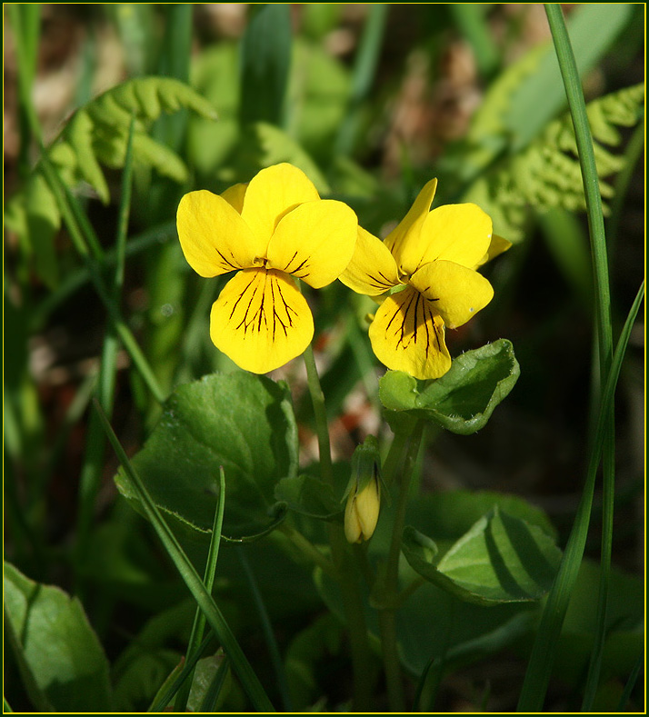 Violväxter, Violaceae