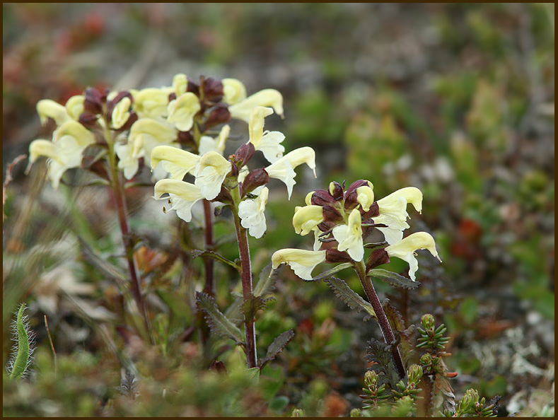 Pedicularis lapponica.jpg