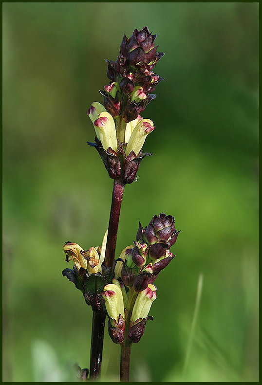 Pedicularis septrum carolinum.jpg