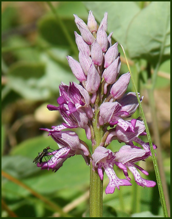 Military Orchid, Johannesnycklar    (Orchis militaris).jpg