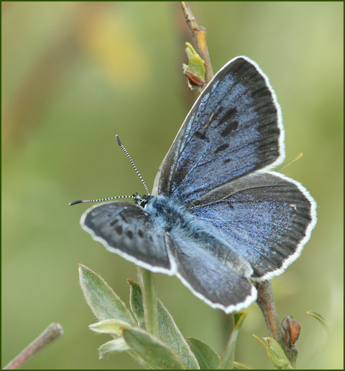 Large Blue female , Svartflckig blvinge hona (Maculinea arion).jpg