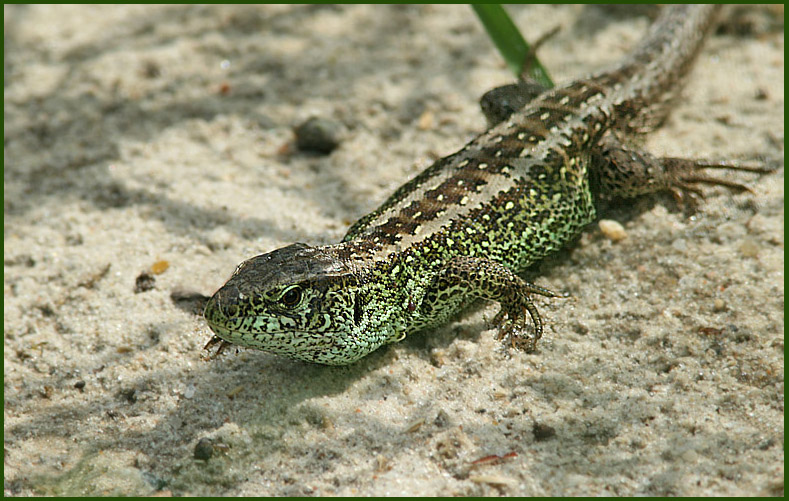 Sand Lizard male   (Lacerta agilis).jpg