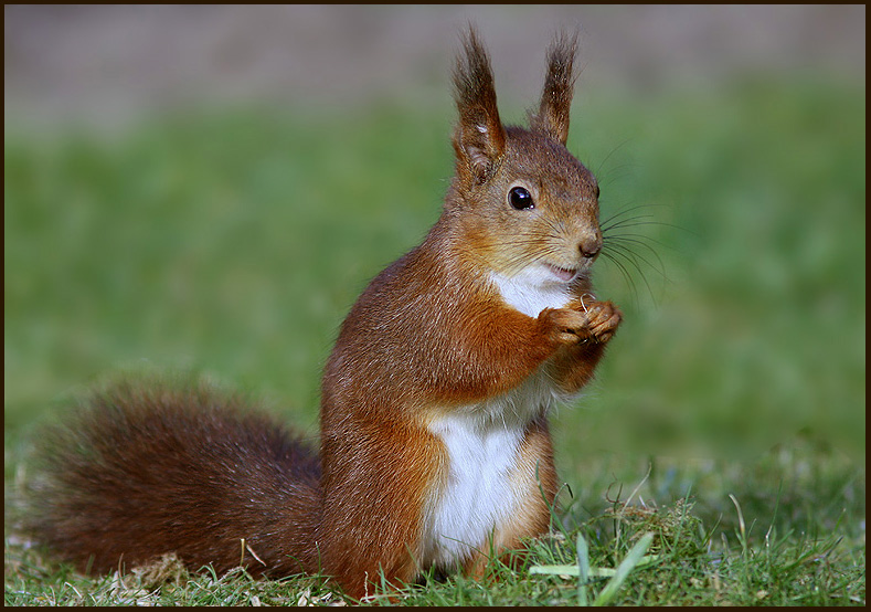 European Red Squirrel, Ekorre   (Sciurus vulgaris).jpg