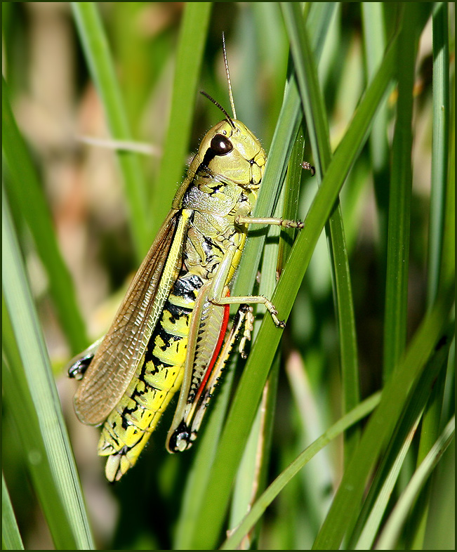 Kärrgräshoppa (Mecostethus grossus) Large Marsh grashopper.jpg